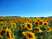 638  sunflowers.jpg